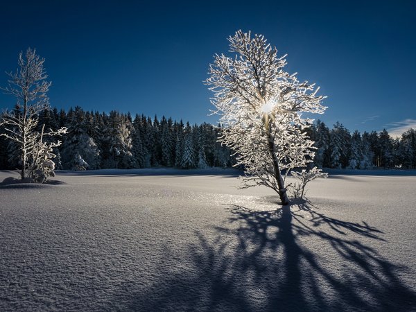 дерево, зима, свет, снег, утро