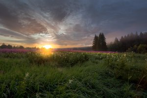Обои на рабочий стол: Vaschenkov Pavel, восход, иван-чай, Карелия, кипрей, леса, лето, пейзаж, поле, природа, рассвет, солнце, травы, туман, утро
