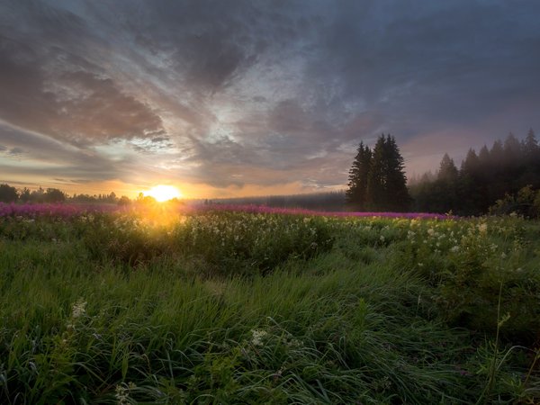 Vaschenkov Pavel, восход, иван-чай, Карелия, кипрей, леса, лето, пейзаж, поле, природа, рассвет, солнце, травы, туман, утро