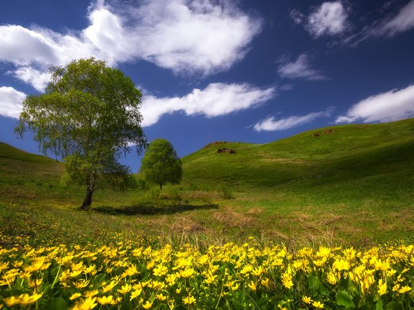 весна, дерево, зелень, май, облака, степь, тепло, трава, холмы, цветы полевые