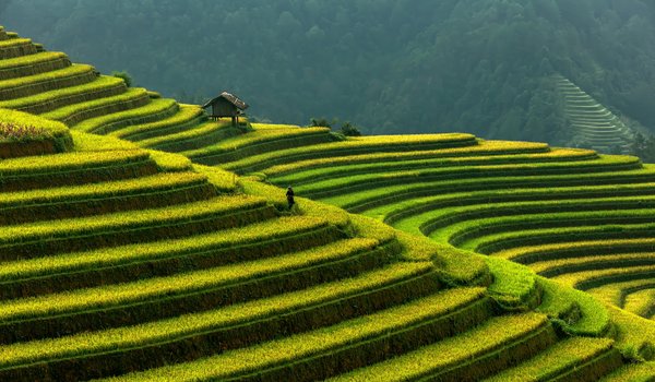 Обои на рабочий стол: Вьетнам, горы, рисовые террасы