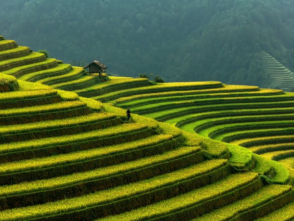 Вьетнам, горы, рисовые террасы