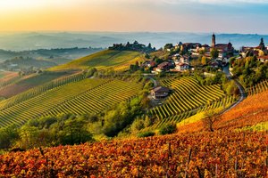 Обои на рабочий стол: autumn, beautiful, Countryside, effect, europe, france, landscape, Landscapes, Langhe, light, morning, nature, photography, spring, trees, Vignes, wild, wine
