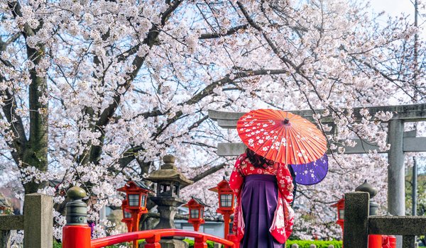 Обои на рабочий стол: asian, blossom, cherry, japan, kimono, sakura, spring, umbrella, woman, весна, вишня, зонт, кимоно, сакура, цветение, япония, японка