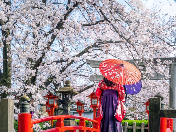 asian, blossom, cherry, japan, kimono, sakura, spring, umbrella, woman, весна, вишня, зонт, кимоно, сакура, цветение, япония, японка