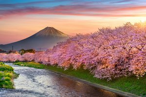 Обои на рабочий стол: blossom, cherry, fuji, japan, landscape, mountain, pink, sakura, spring, весна, вишня, гора Фуджи, сакура, цветение, япония