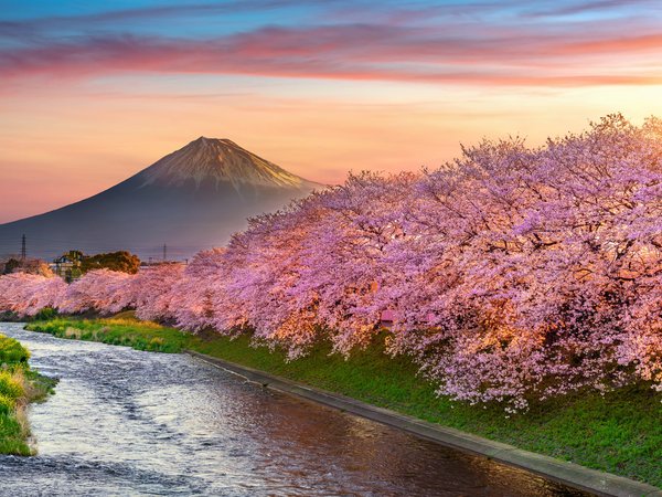 blossom, cherry, fuji, japan, landscape, mountain, pink, sakura, spring, весна, вишня, гора Фуджи, сакура, цветение, япония