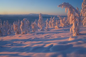 Обои на рабочий стол: Владимир Рябков, деревья, зима, россия, снег, Якутия