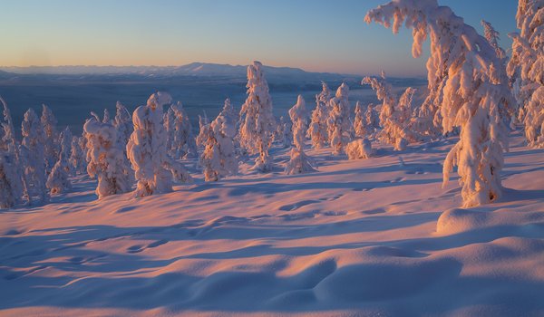Обои на рабочий стол: Владимир Рябков, деревья, зима, россия, снег, Якутия