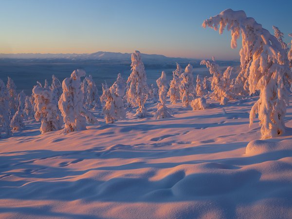 Владимир Рябков, деревья, зима, россия, снег, Якутия