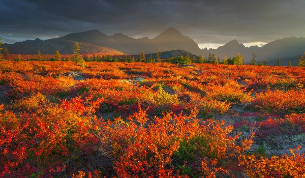 Обои на рабочий стол: Владимир Рябков, горы, Колыма, кустарники, осень, пейзаж, плато, природа, растительность, туман