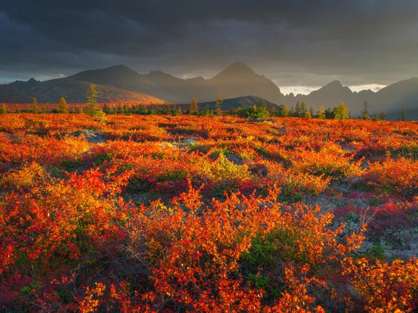 Владимир Рябков, горы, Колыма, кустарники, осень, пейзаж, плато, природа, растительность, туман