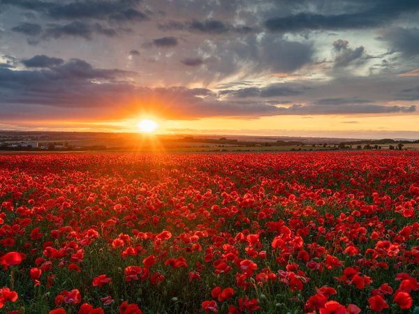 england, Wiltshire, англия, закат, маки, поле, Уилтшир, цветы