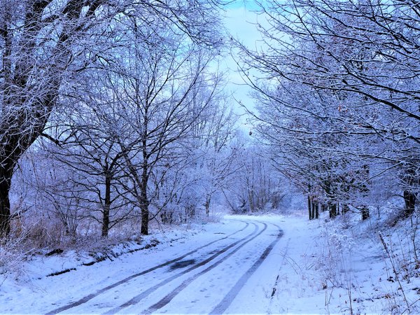 forest, snow, winter