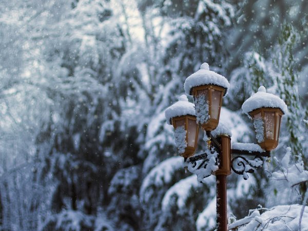fir tree, lantern, park, snow, winter, деревья, елки, зима, парк, природа, снег, фонарь