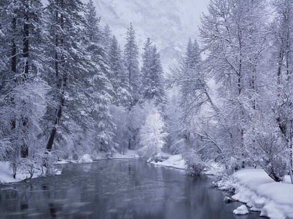 california, Merced River, Yosemite National Park, деревья, зима, калифорния, лес, Национальный парк Йосемите, река, Река Мерсед, снег