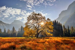 Обои на рабочий стол: california, Yosemite National Park, горы, дерево, деревья, калифорния, луг, Национальный парк Йосемити