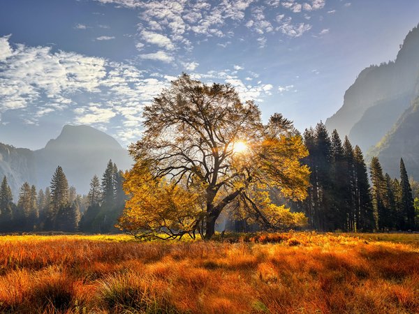 california, Yosemite National Park, горы, дерево, деревья, калифорния, луг, Национальный парк Йосемити