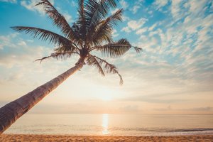 Обои на рабочий стол: beach, beautiful, palms, paradise, sand, sea, seascape, summer, sunset, tropical, берег, волны, закат, лето, море, небо, пальмы, песок, пляж
