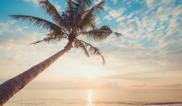 Обои на рабочий стол: beach, beautiful, palms, paradise, sand, sea, seascape, summer, sunset, tropical, берег, волны, закат, лето, море, небо, пальмы, песок, пляж