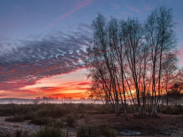 берёзы, закат, природа