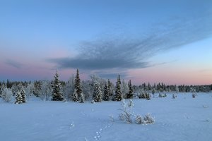Обои на рабочий стол: зима, лес, снег