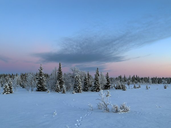 зима, лес, снег