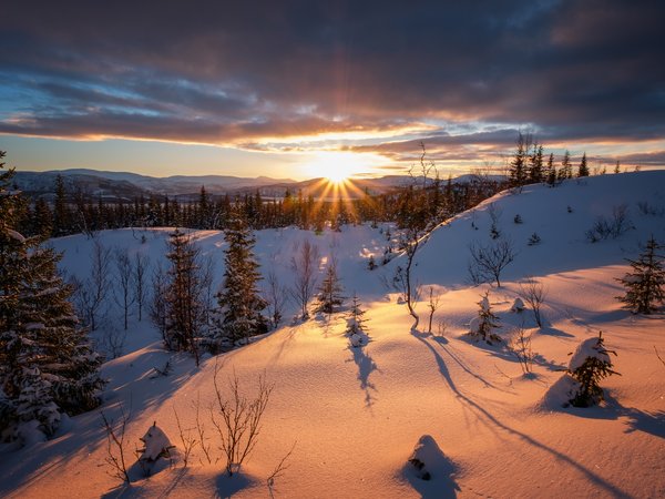 Frozen, зима, лес, снег, солнце, чудесный день