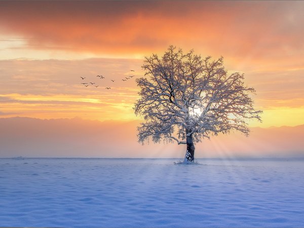 дерево, закат, зима, лучи, птицы, снег
