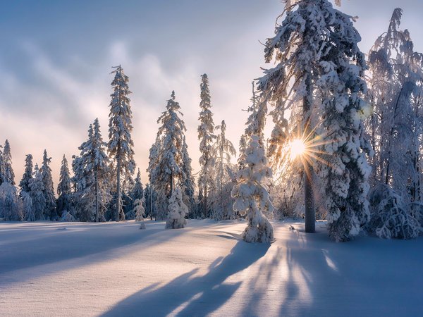 деревья, зима, лес, снег, сугробы