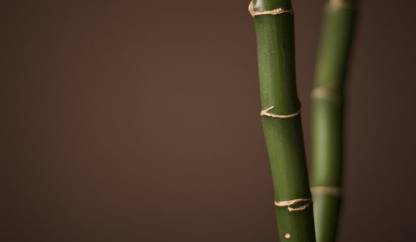 Обои на рабочий стол: бамбук, макро, обои для рабочего стола, растения, фото