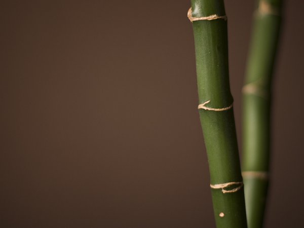 бамбук, макро, обои для рабочего стола, растения, фото