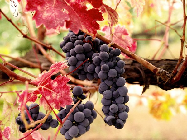 виноград, грозь, листья, лоза, осень, плоды, урожай, ягоды