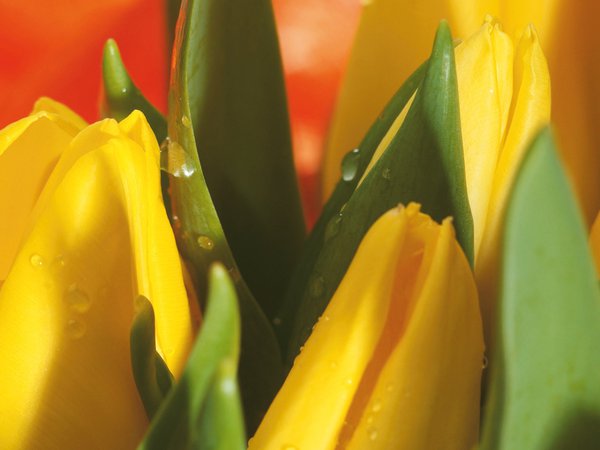 букет, весна, желтый, капли, макро, тюльпаны, цветы