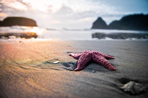 Обои на рабочий стол: звезда, песок, пляж, природа