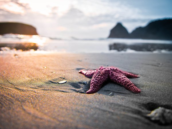 звезда, песок, пляж, природа