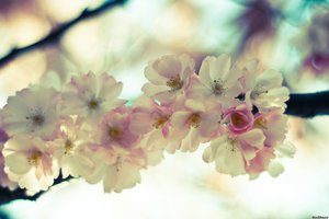 Обои на рабочий стол: весна, ветка, макро, небо, нежность, розовые, сакура, светлые, цветение, цветы
