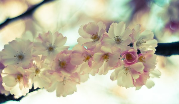 Обои на рабочий стол: весна, ветка, макро, небо, нежность, розовые, сакура, светлые, цветение, цветы