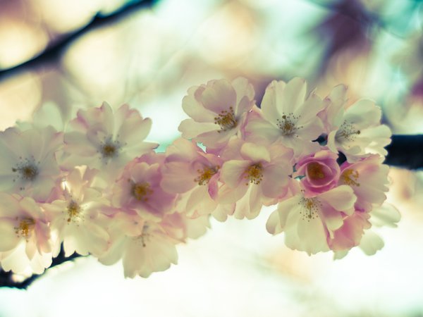 весна, ветка, макро, небо, нежность, розовые, сакура, светлые, цветение, цветы