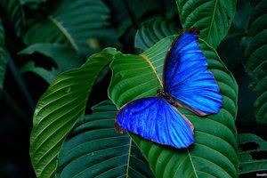 Обои на рабочий стол: бабочка, голубая, зеленые, крылья, листья, насекомое, фон