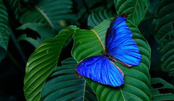 Обои на рабочий стол: бабочка, голубая, зеленые, крылья, листья, насекомое, фон