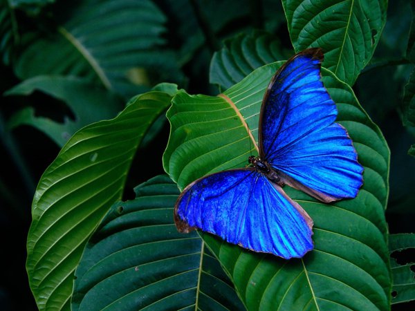 бабочка, голубая, зеленые, крылья, листья, насекомое, фон