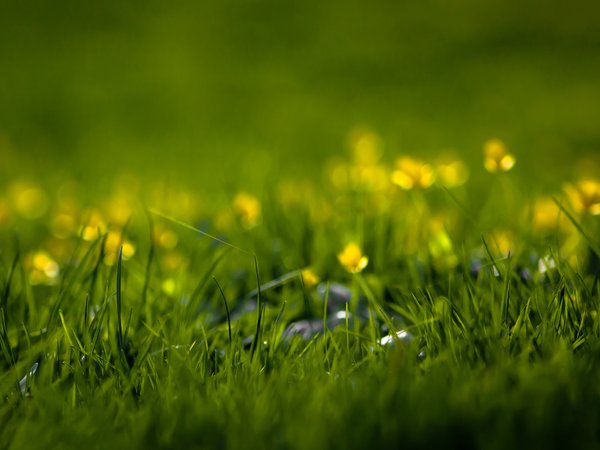 весенние обои, весна, зелень, летние обои, лето, макро обои для рабочего стола, природа, свежесть, трава, травинка, травинки, травка, цветы