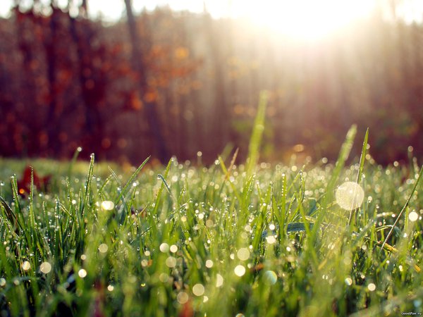 макро, роса, свет, солнце, трава, утро