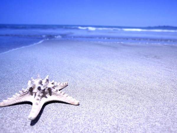 вода, звезда, море, песок