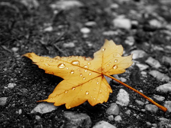 асфальт, дождь, желтый, капельки, лист, осень