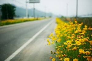 Обои на рабочий стол: roadside, дорога, жёлтые цветы, макро