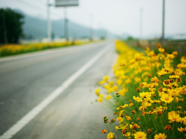 roadside, дорога, жёлтые цветы, макро