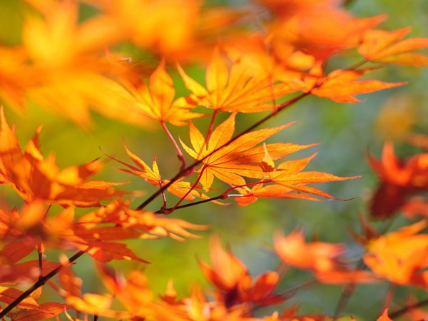 ветка, клён, листья, осень