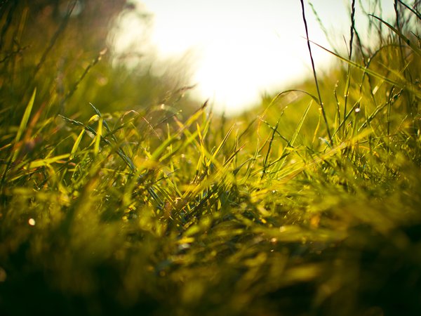 зелень, макро, поле, свежесть, стебелек, стебельки, трава, травичка, травка, тропинка